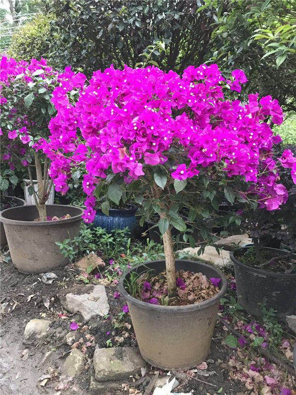 安顺景观植物