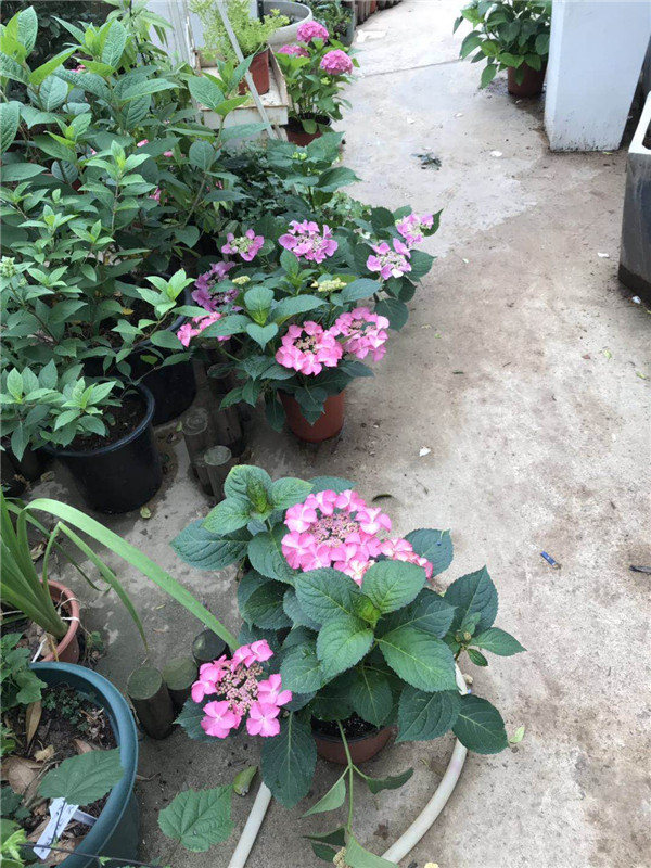 毕节植物景观