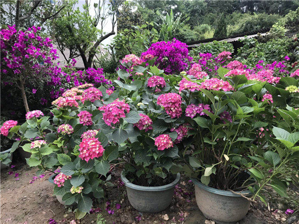兴义植物景观