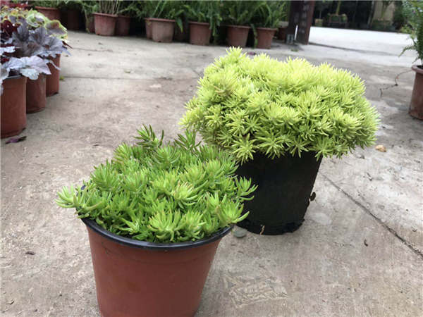 贵阳景观植物销售