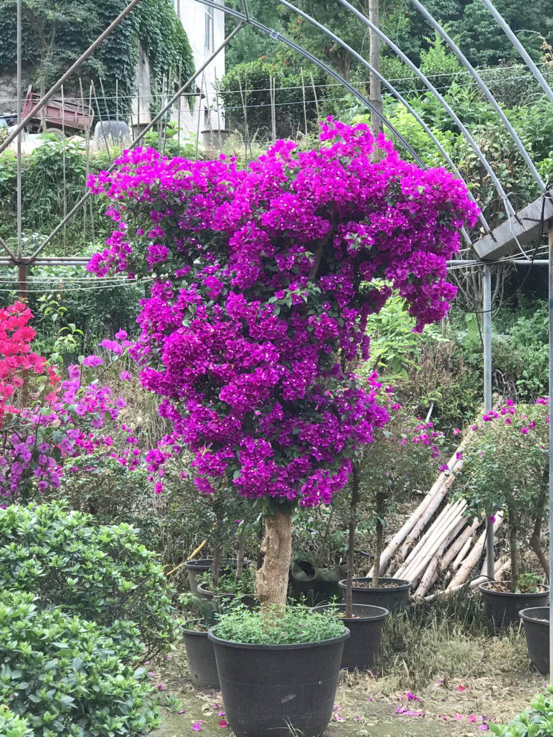 景观植物