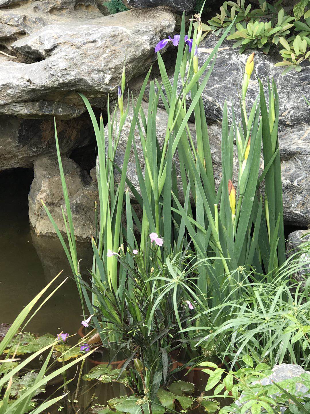 景观植物