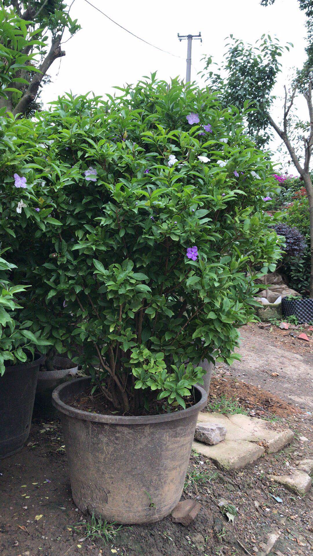 景观植物