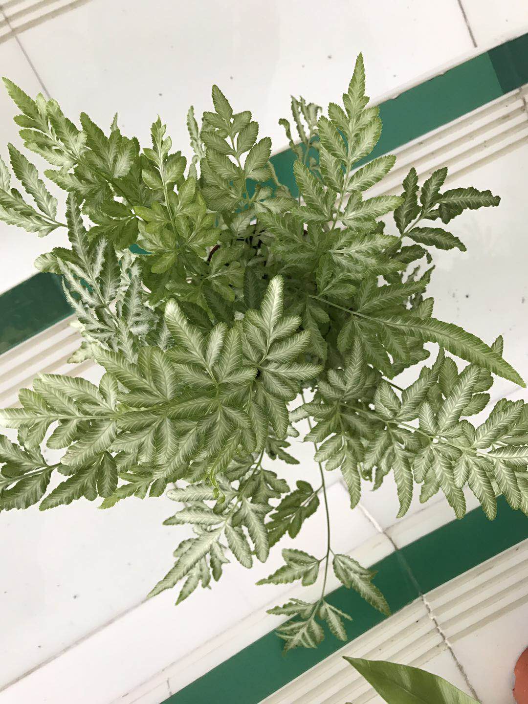 景观植物