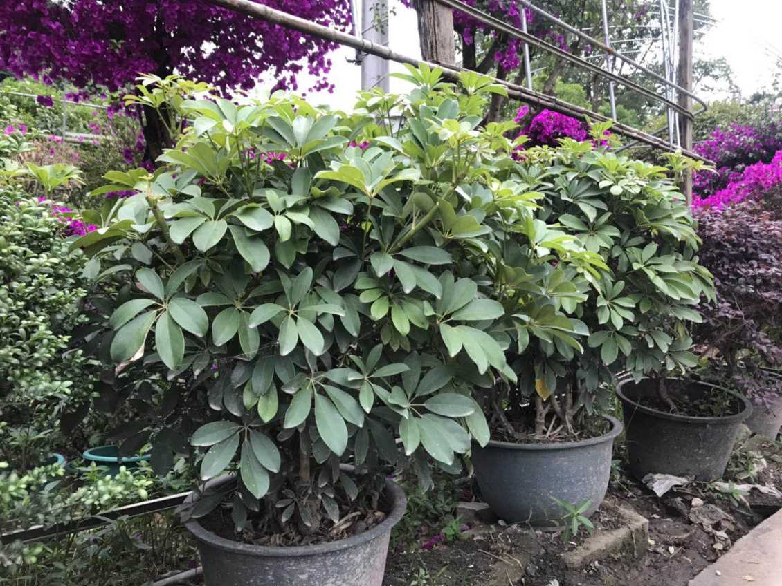 景观植物
