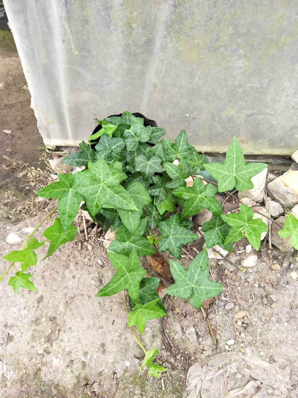 景观植物