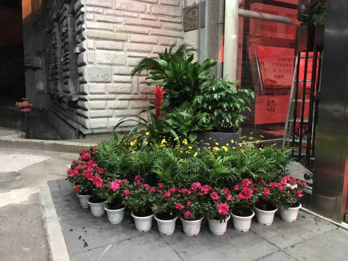 景观植物