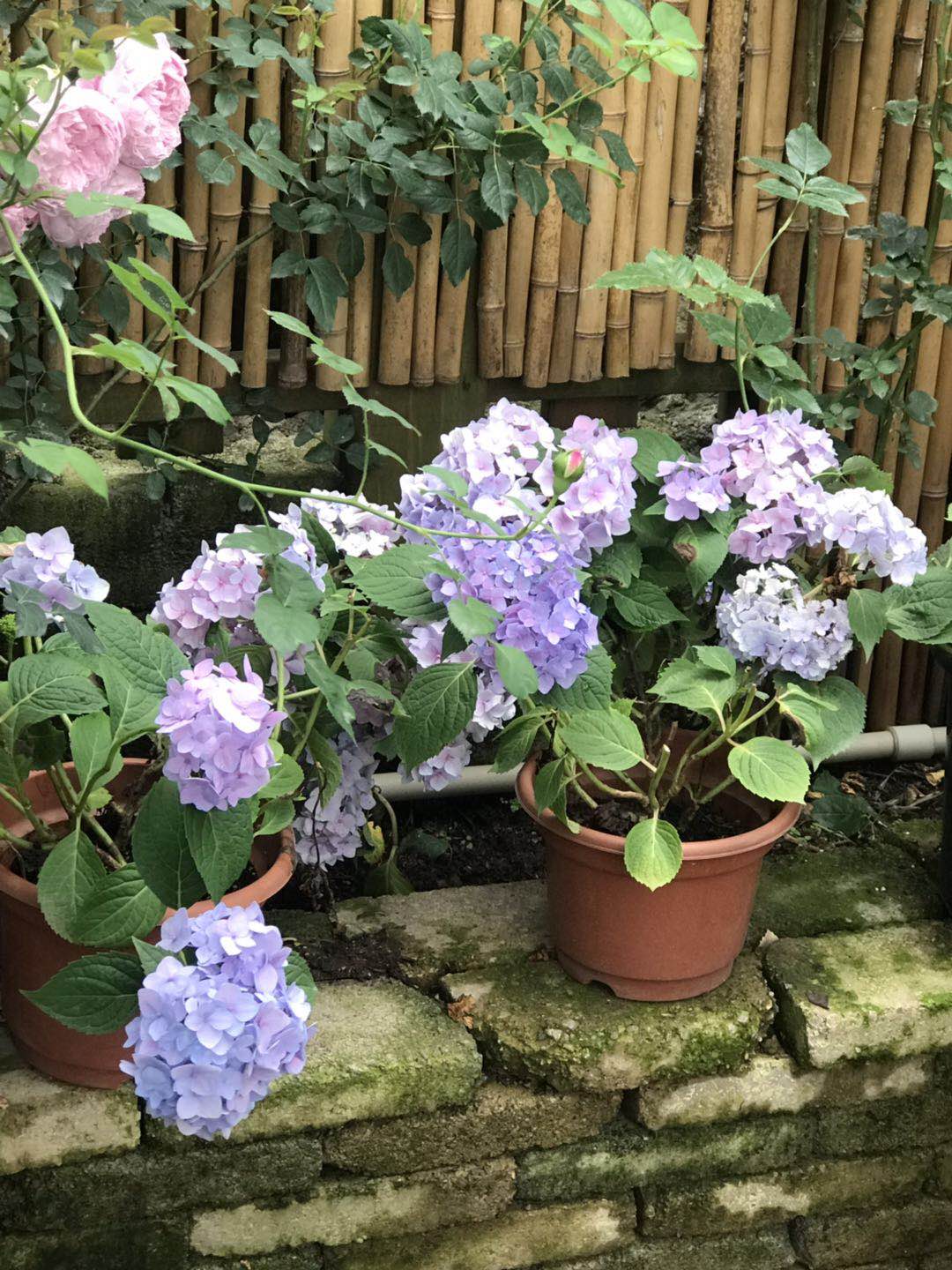 景观植物