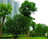 园林绿化中绿化养护的重要性